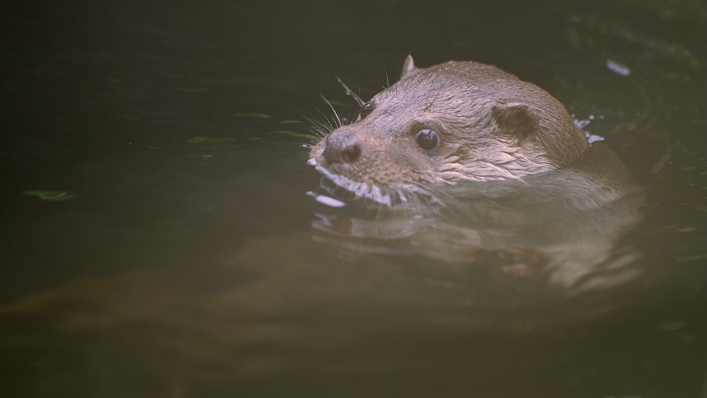 歐亞水獺主要棲息於湖泊、池塘與河流等淡水環境，然而隨著棲地破壞與環境污染，族群已在臺灣本島消失蹤跡，目前全臺數量不到200隻。（圖／三立電視提供）