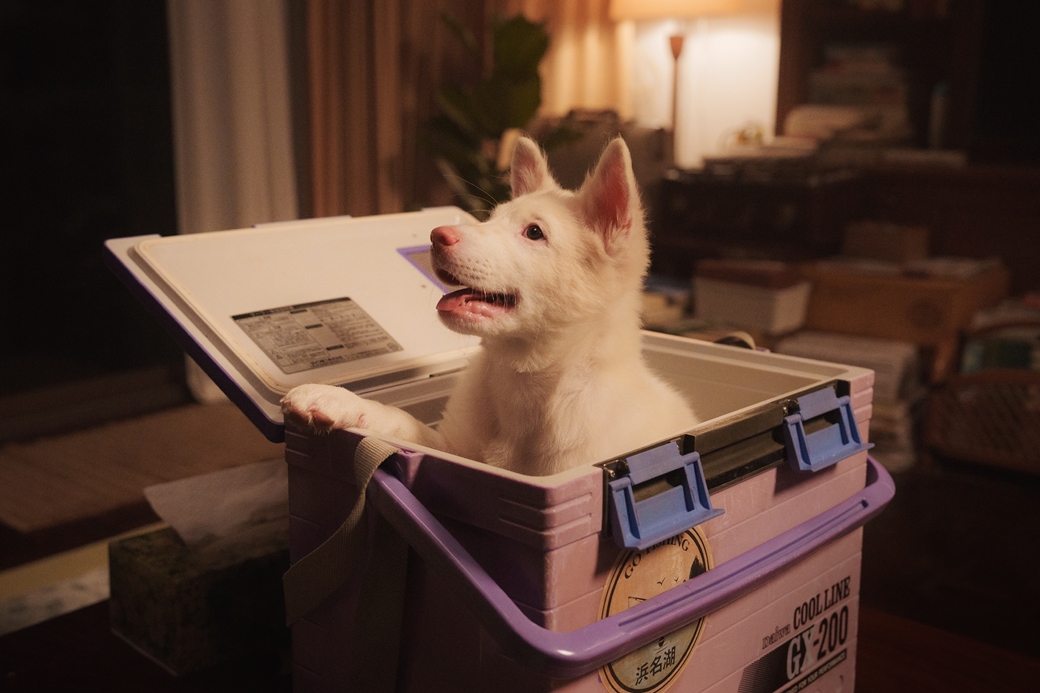 《伴我一生，感謝你》狗狗「悟飯」逼哭戲院觀眾。（圖／龍祥提供）