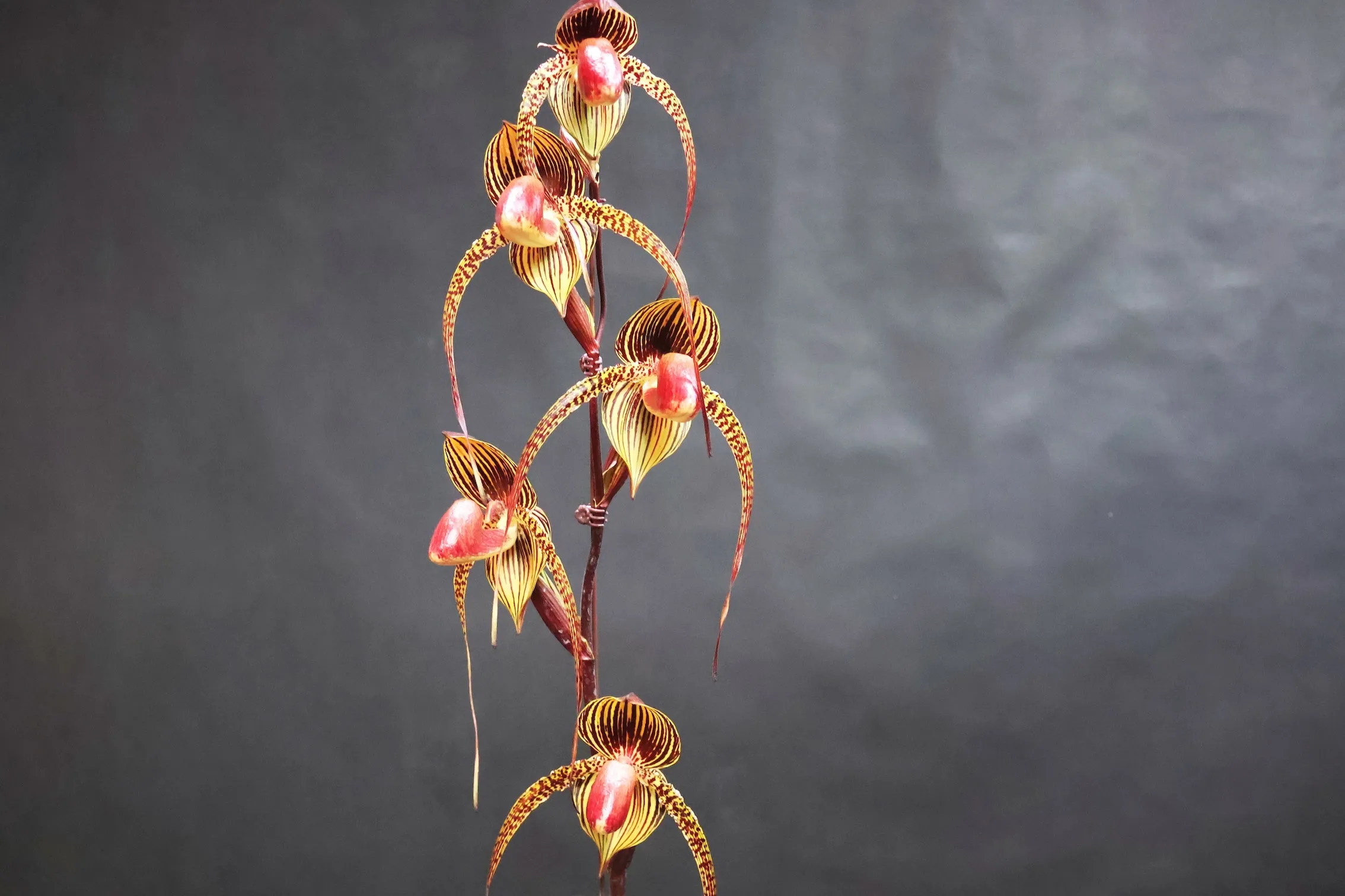 多花型總冠軍則由石明章先生出品的 Paph. Shih Yueh Red Crown-Shih Yueh Red Light 脫穎而出。（圖／科博館提供）