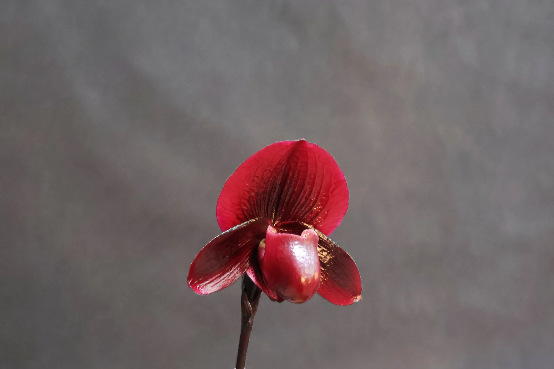 單花型總冠軍由三星蘭園培育的 Paph. Tristar Red Candle-Ten Out of Ten拔得頭籌。（圖／科博館提供）