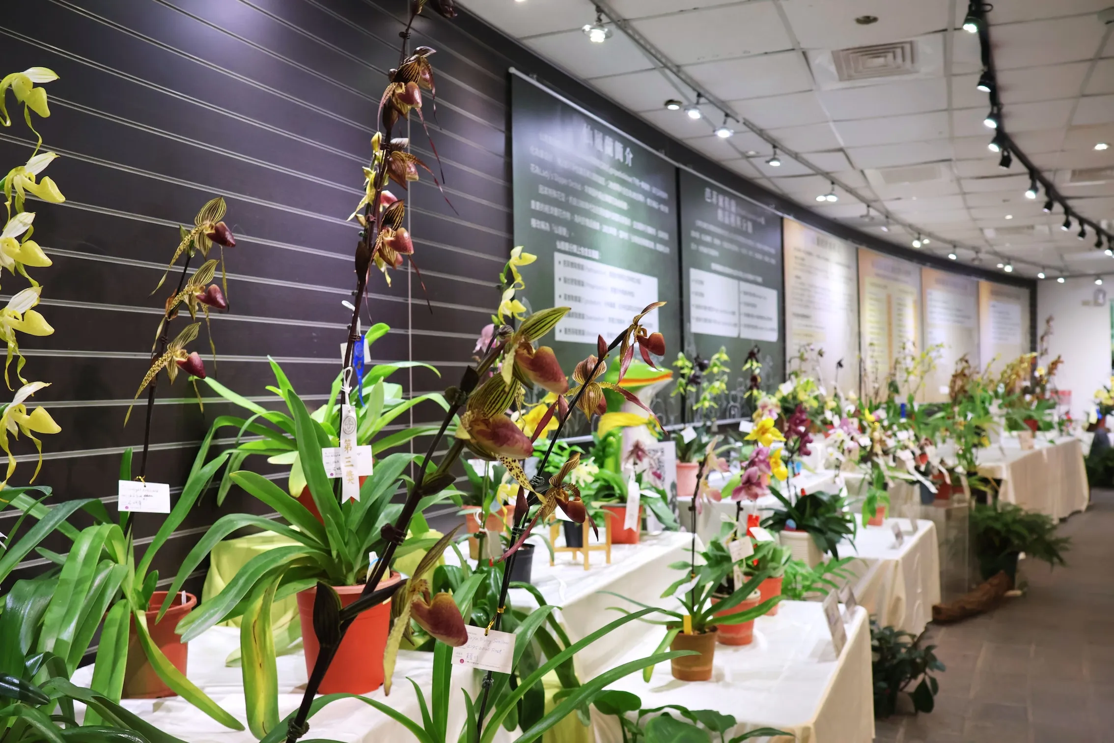 《全國仙履蘭巡迴展》在科博館植物園登場。（圖／科博館提供）
