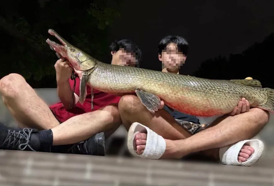 2名自稱是成大釣魚社的男子,釣起228公園的鱷雀鱔,並料理食用。(圖/翻攝自Threads)