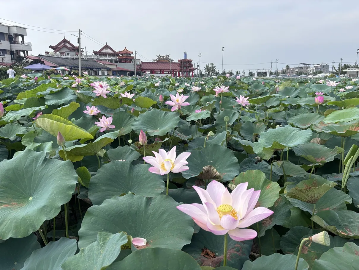 馬稠後關帝廳蓮田景致。(圖/臺南市政府觀光旅遊局提供)