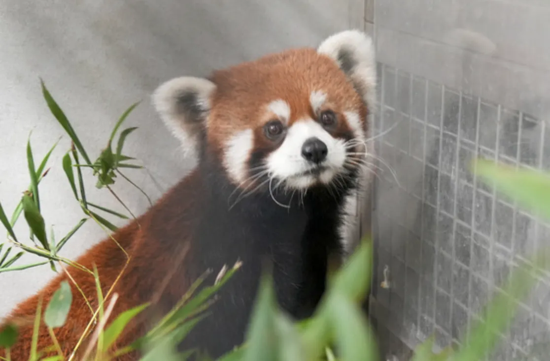 小貓熊空降台北。(圖/台北市立動物園官網)