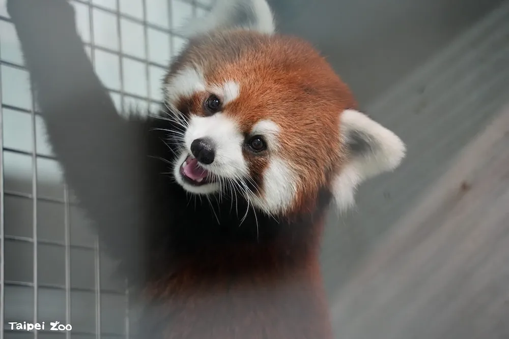 小貓熊空降台北。(圖/台北市立動物園官網)