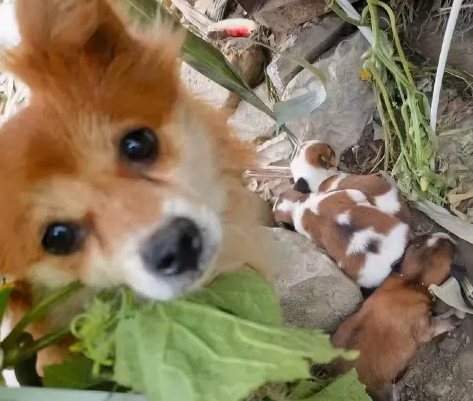 廣東流浪狗旺旺和3隻剛出生的幼犬被活活虐死。（圖／翻攝自微博）