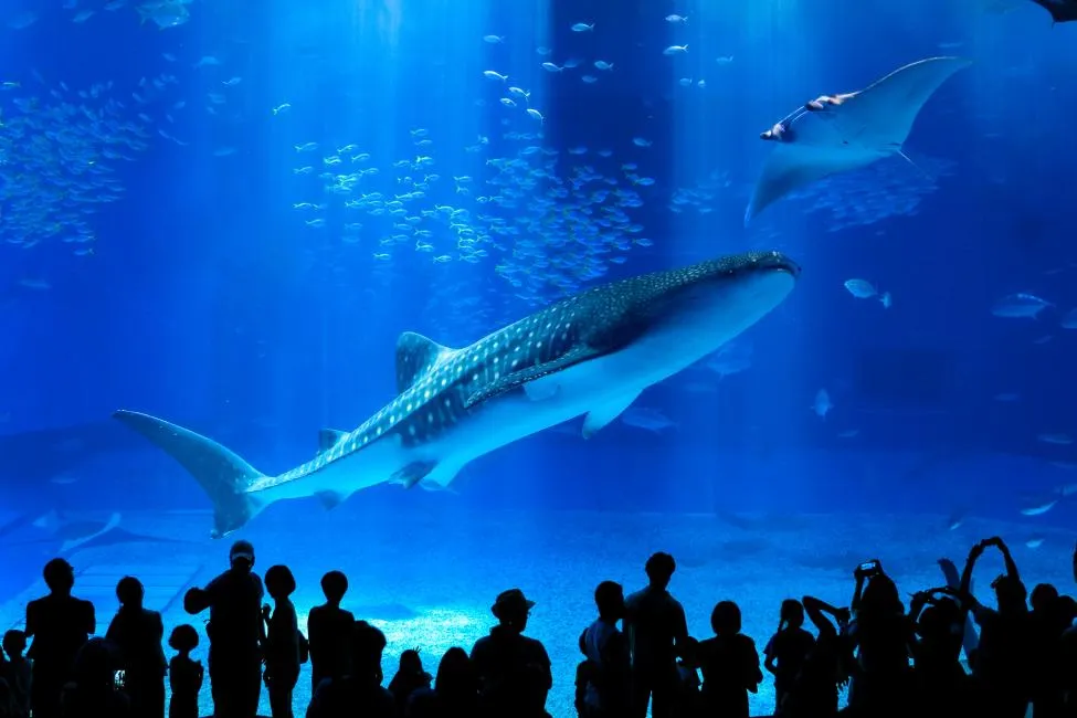 KKday暑期避暑熱門選項沖繩水族館獲好評。（圖／KKday提供）