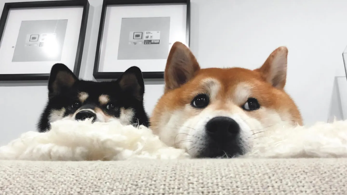網紅柴犬「Chako」與「Oka」。(圖/翻攝自oka.shibainu IG)