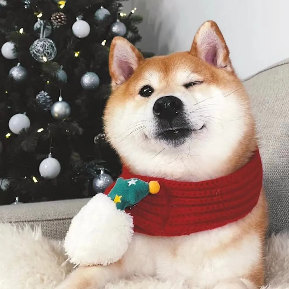 Oka驚傳離世。(圖/翻攝自oka.shibainu IG)