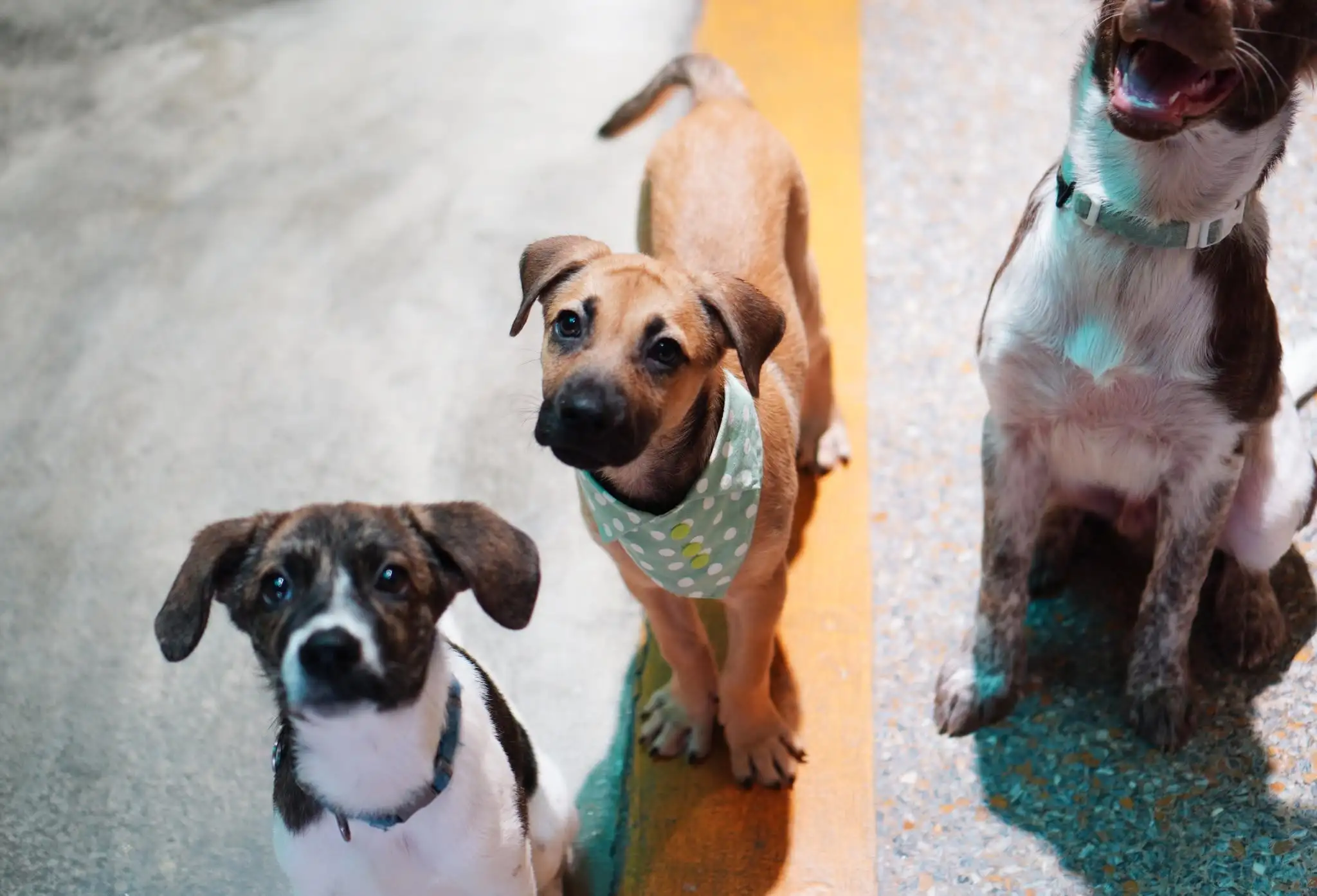 浪浪別哭台南店宣布結束營業。(圖/翻攝自浪浪別哭臉書)