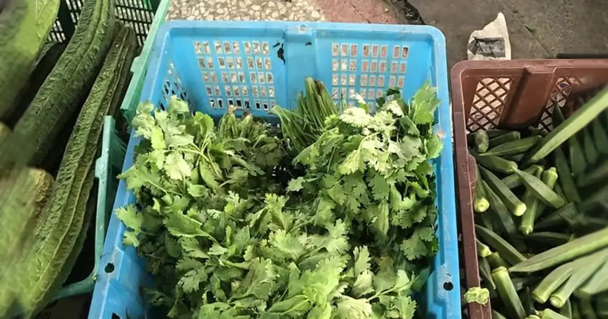 愛吃香菜注意!北市蔬果抽驗「農藥超標51倍」。(圖/北市衛生局)