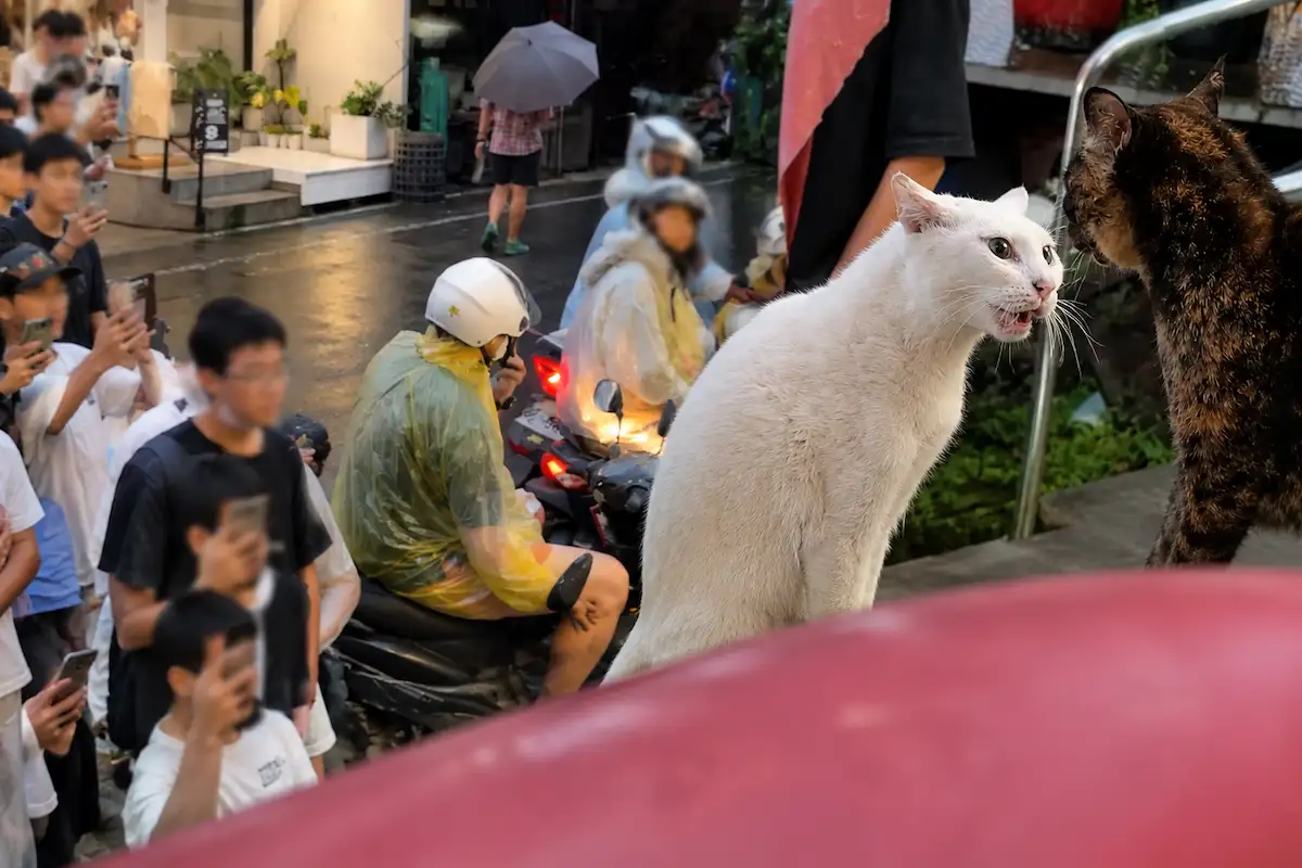 台灣人血液裡的吃瓜基因連貓打架也看得很起勁。(圖/生成示意圖)