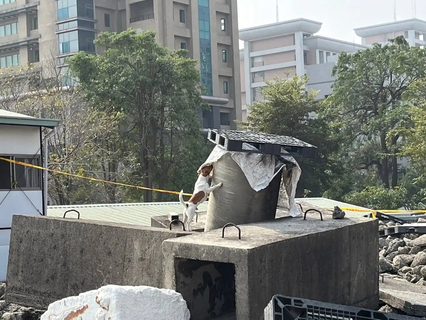 搜救犬Wilson的死因眾說紛紜。(圖/翻攝自花蓮縣消防局特種搜救大隊臉書)