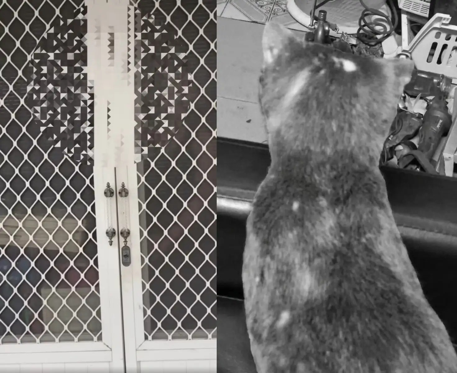 花蓮一名江姓男子被指控虐殺動物。(圖/翻攝自花蓮貓狗領養臉書)