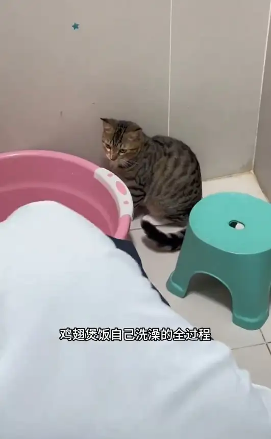 貓咪主動去玩水。（圖／翻攝自微博）