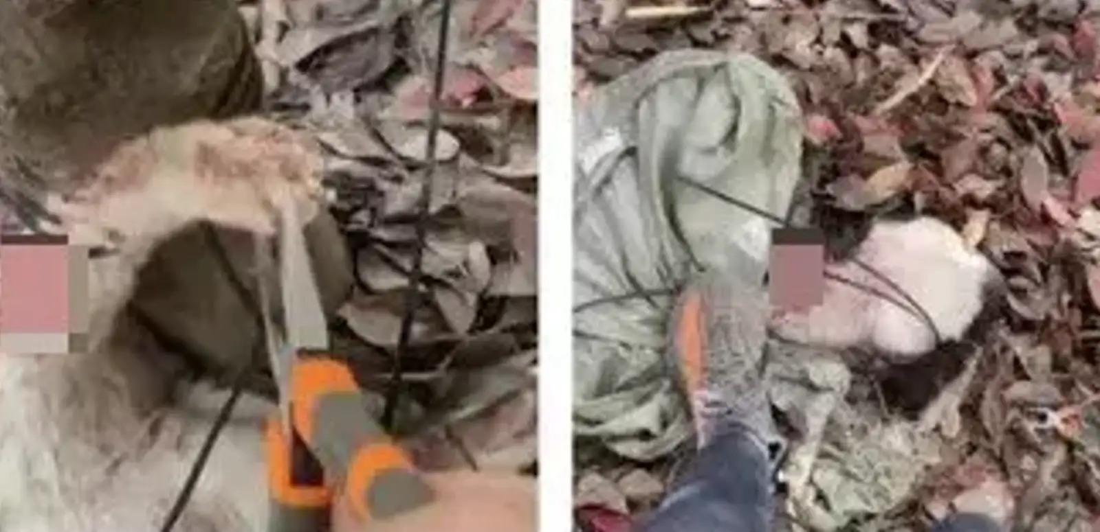 傑克辣條直播虐貓賺錢。（圖／翻攝微博)