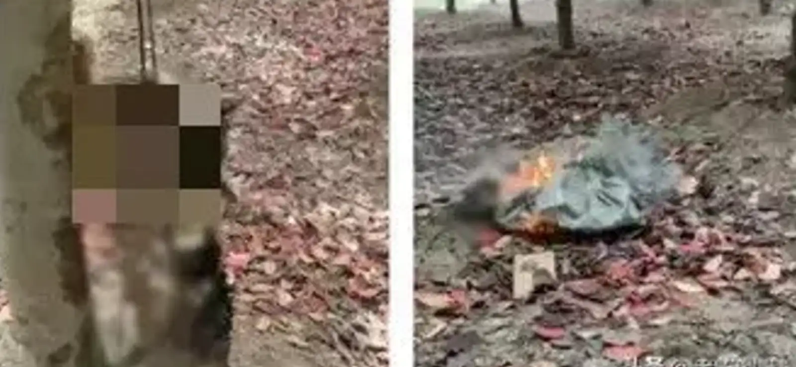 傑克辣條直播虐貓賺錢。（圖／翻攝微博)