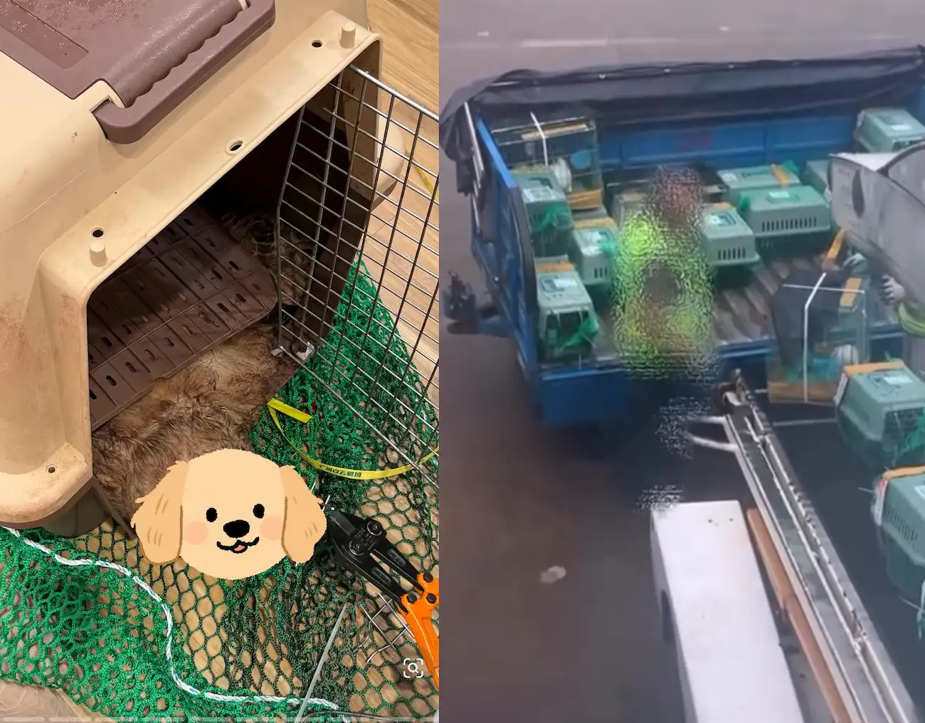 飼主控籠子疑似被剪開。(圖/翻攝Threads)